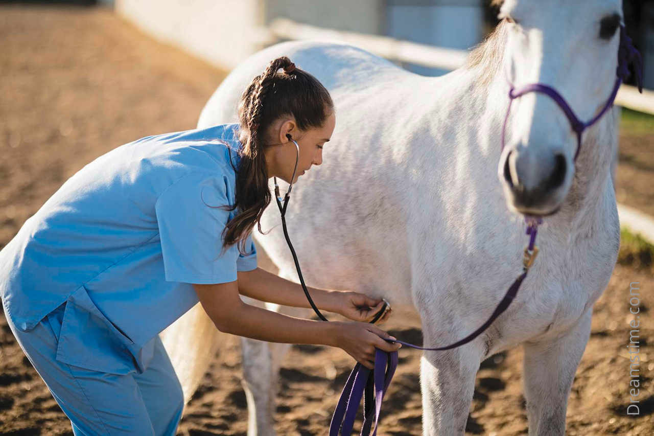 Equine veterinary technician jobs canada