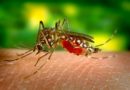 Mosquito-borne diseases