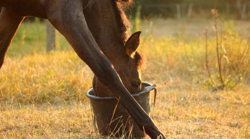 Foal eating from bucket