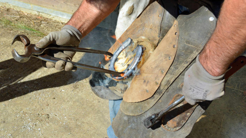 Farrier places hot show onto bottom of hoof to sear the foot.